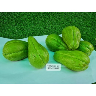 Quả SU SU -1kg ( 3 trái)