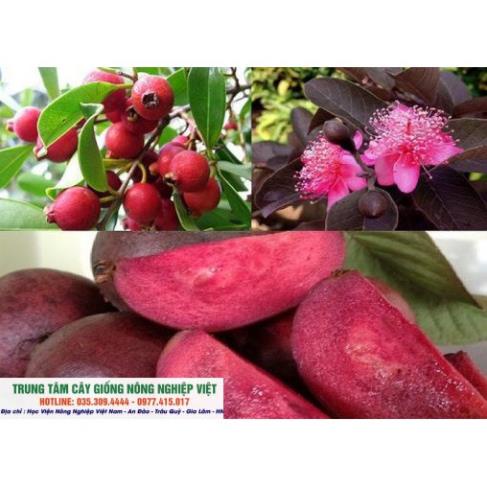 Cây Giống Ổi Tím Malaysia