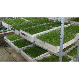 Hạt giống rau mầm rau muống - giòn, ngọt, dinh dưỡng cao