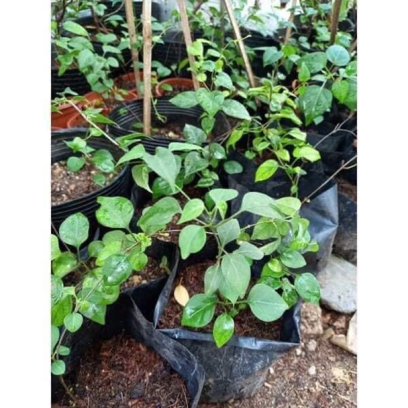 Cây giống lá Giang chuẩn mua 5 cây tặng thêm một cây