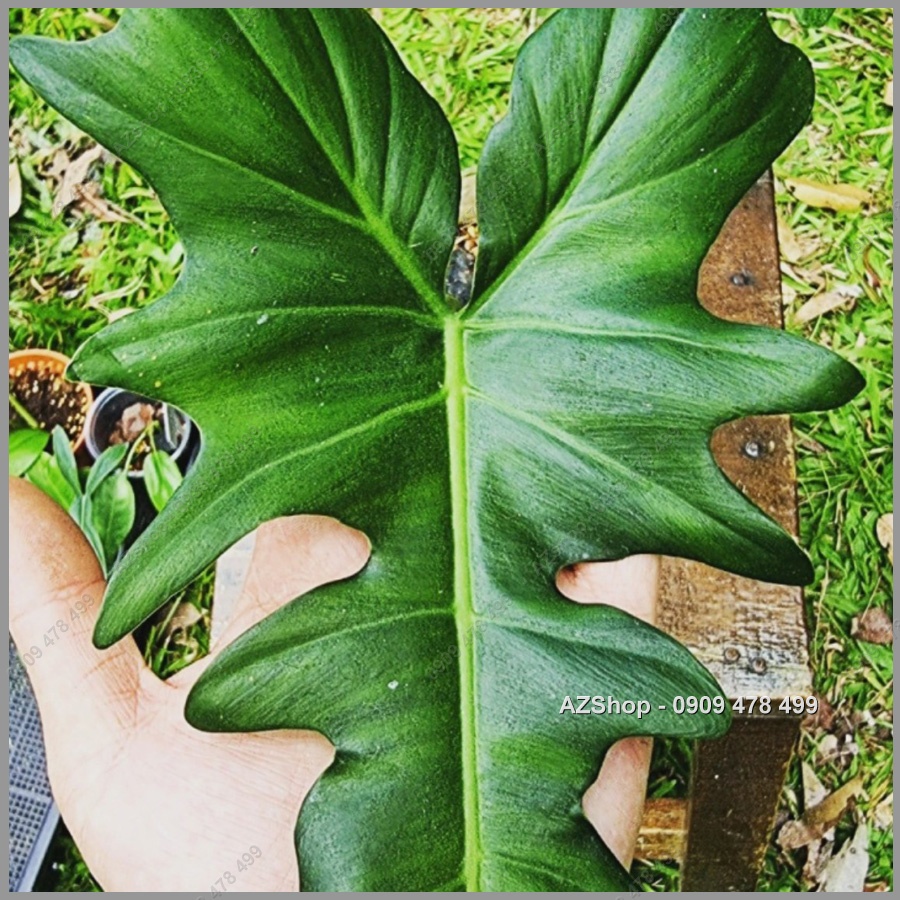 Cây Rồng Vàng Dragon Philodenron - Kiểng Nội Thất Phiến Lá Hình Đầu Rồng