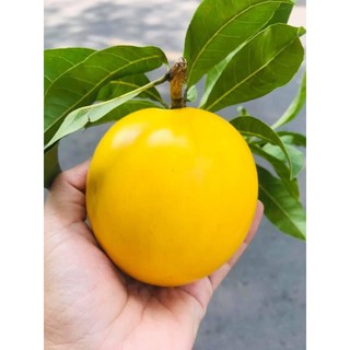 CÂY giống vú sữa hoàng kim