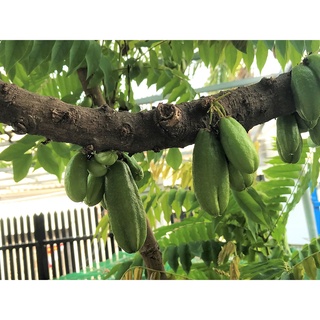 Hạt giống Khế Tàu