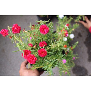 Chậu 10 Giờ nhiều màu