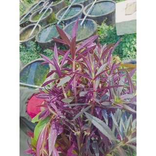 CÂY NGỖ TÍM 1 PHẦN KHOẢNG 10 NHÁNH