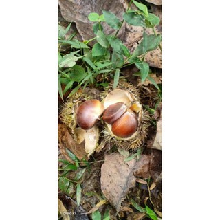 Hạt dẻ Cao bằng