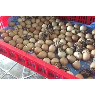 Set 20 Trứng Chim Trĩ Đỏ ấp nở con giống