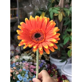 Hoa đồng tiền chuẩn Thái