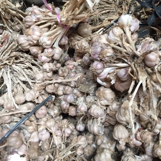 Tỏi nhánh tía nhà trồng