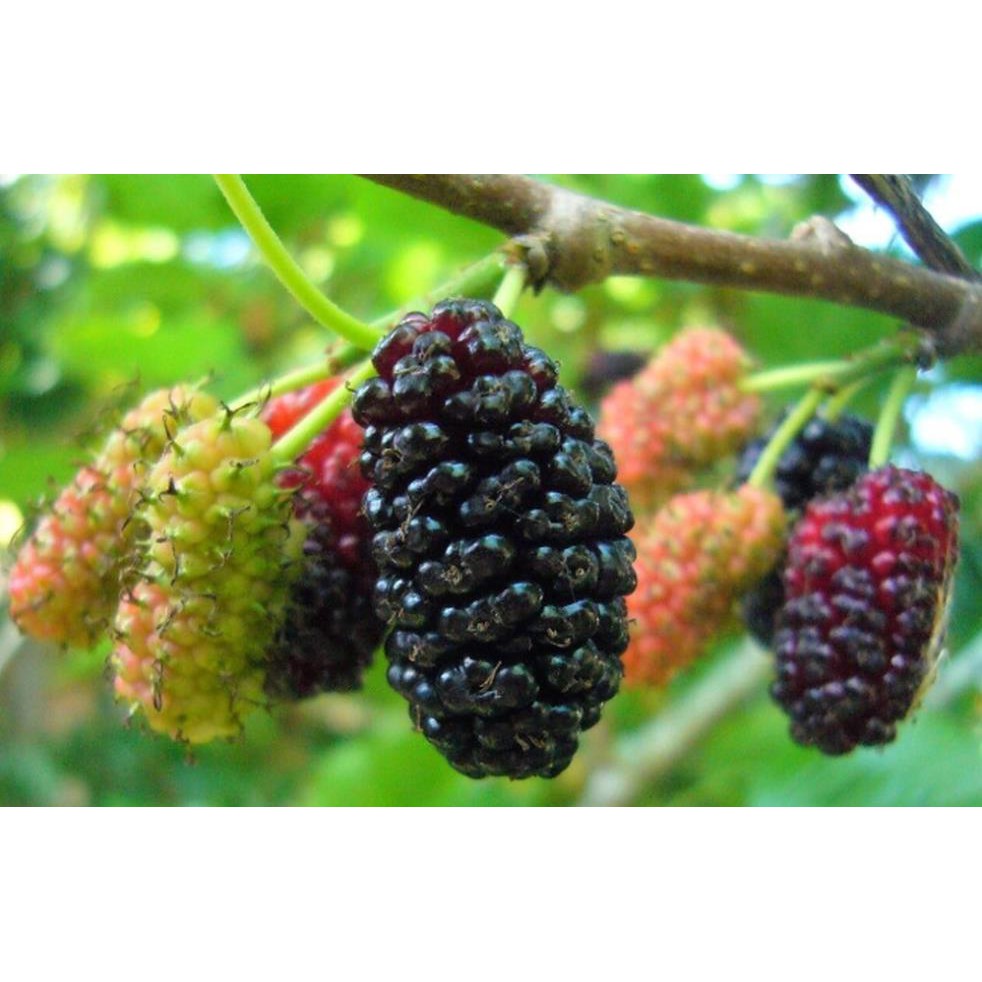 Cây dâu tằm đang trái + Tặng  phân hữu cơ cao cấp