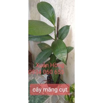 Cây măng cụt mới về, cây đẹp, cao 40cm.