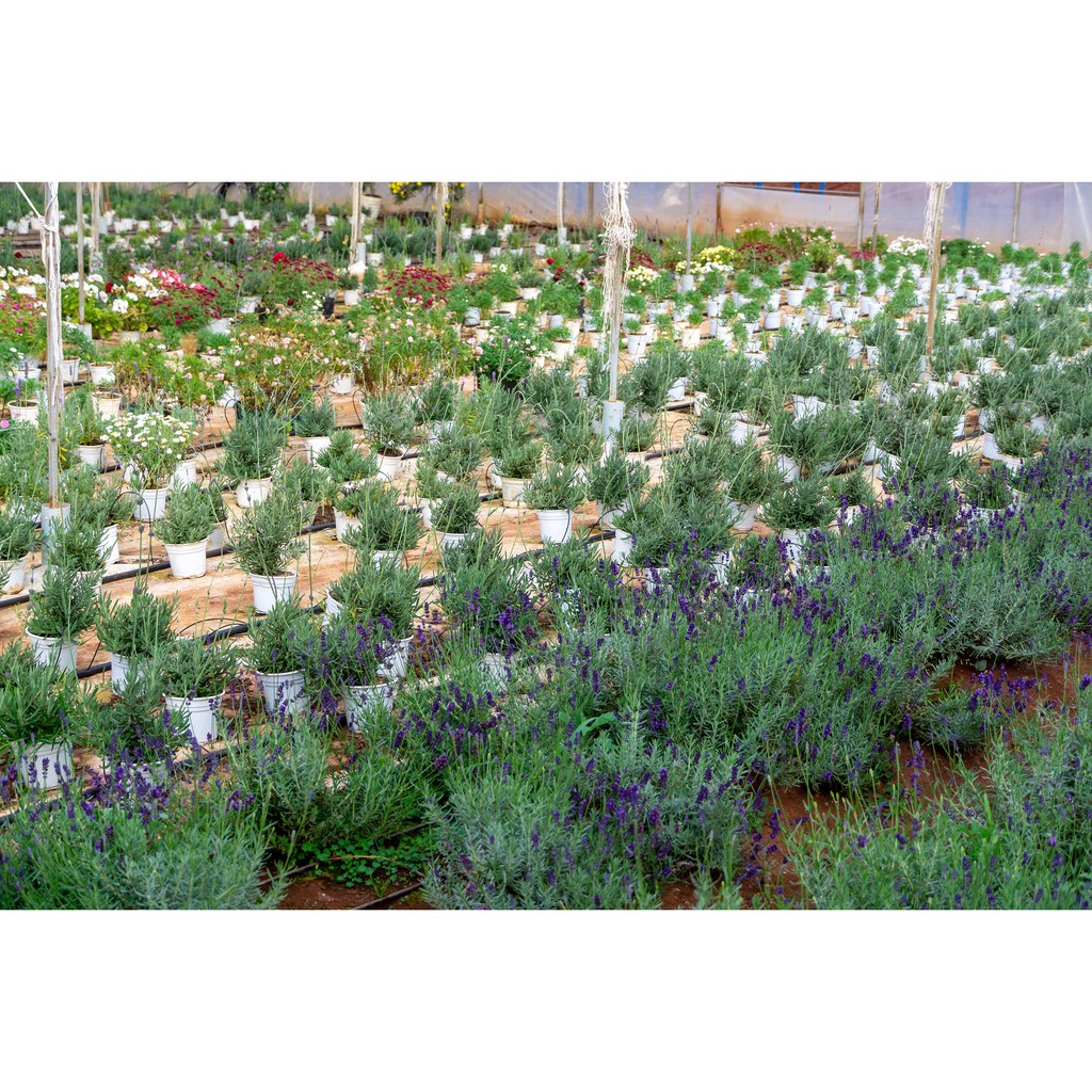 Cây hoa Oải hương Lavender - chậu lớn