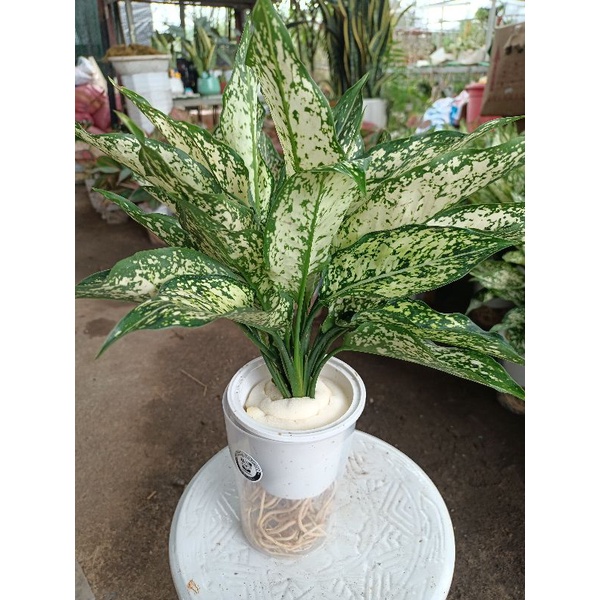 Cây ngọc ngân thủy sinh cao 25_30cm
