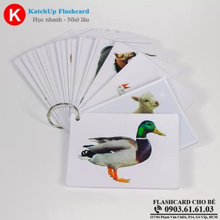 Flashcard tiếng Anh cho bé KatchUp - Con vật