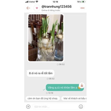 Củ hoa thủy tiên nước