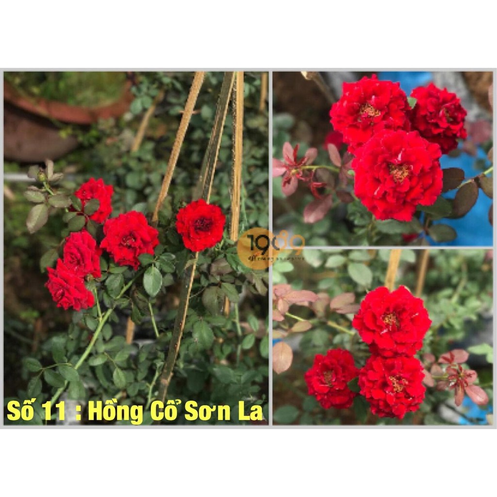 Gốc Hoa Hồng Ngoại Siêu Nụ TẶNG KÈM KÍCH RỄ HƯỚNG DẪN TRỒNG KHI MUA TỪ 10 GỐC