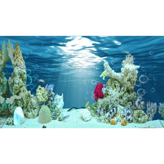 Tranh phông nền Minh Trí dán hồ cá, bể thủy sinh Aqua_040