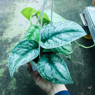 Trầu bà pháp chậu treo mini