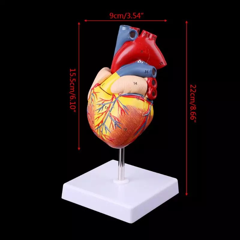 Mô Hình Giải Phẫu Tim Người Tháo Rời Dụng Cụ Giảng Dạy Giải Phẫu_123Lifevn