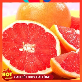 Cây Giống Cam Cara Ruột Đỏ ( 3 Cây ) Cây Ghép Nhanh Cho Quả