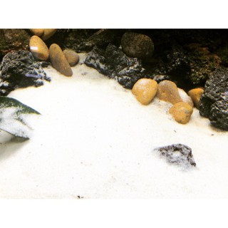 Cát trắng thuỷ sinh , cát trắng nền thuỷ sinh , cát trang trí hồ thuỷ sinh , cát trắng sạch cho cá