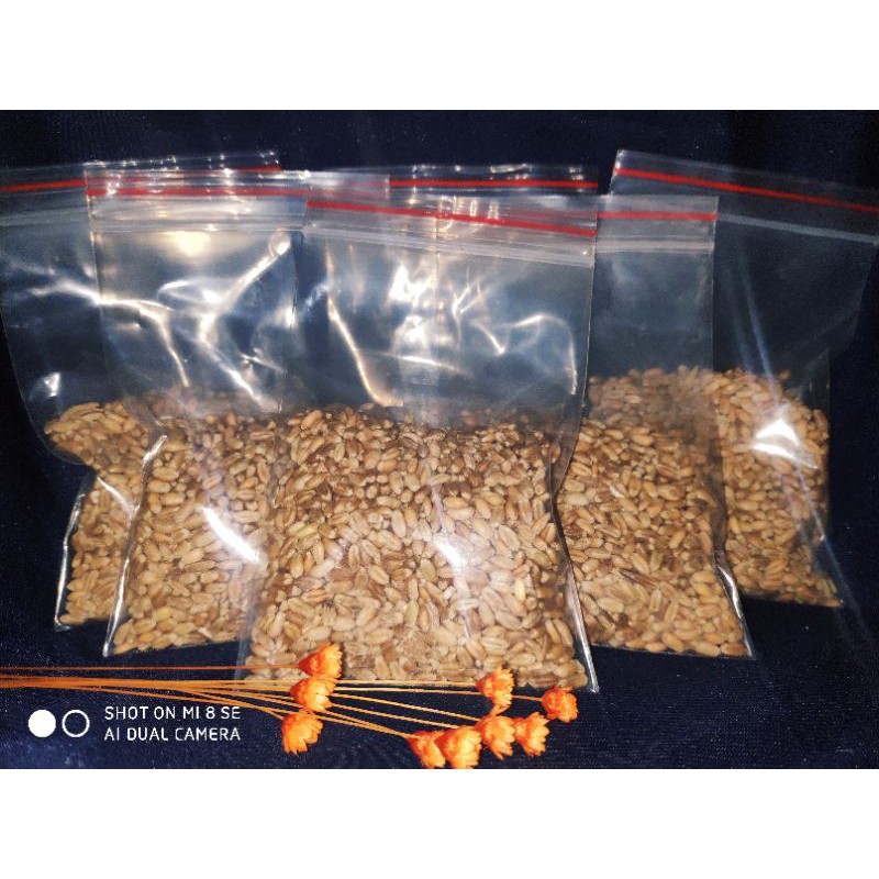 Hạt giống cỏ tươi lúa mì 50gram cho mèo