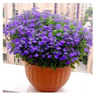 Hạt Giống Hoa Loberia Mix