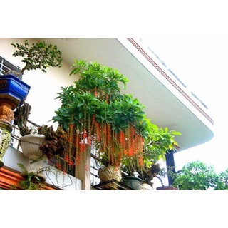 Cây hoa Lộc vừng(bầu cây giống )