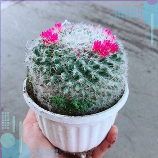 Xương Rồng Bánh Sinh Nhật 80k/cây