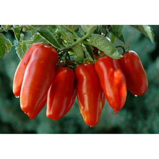HẠT GIỐNG CÀ CHUA CHUỐI
