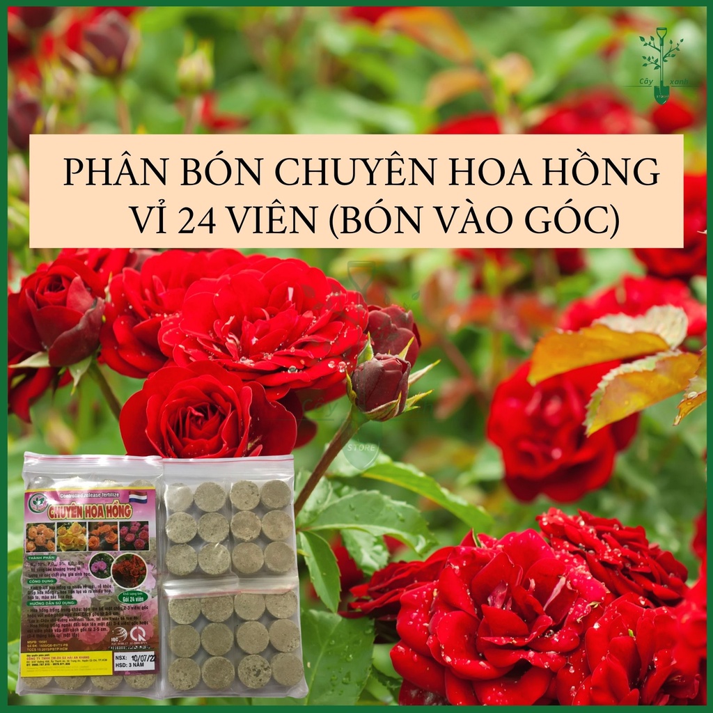 Phân bón chuyên hoa hồng – gói 24 viên - kích rễ - ra nhiều hoa - màu sắc đẹp