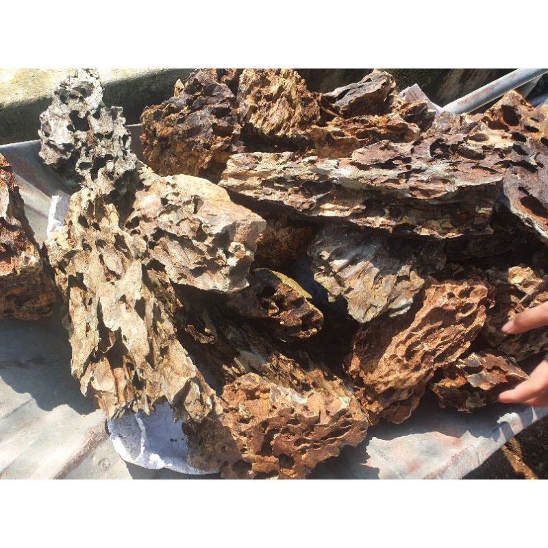 Đá trang trí hồ cá: Tiger 4000/100g kích thước yêu cầu - Huấn Sinh Vật Cảnh
