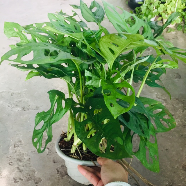 TRẦU BÀ LÁ LỔ