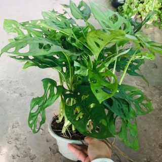 TRẦU BÀ LÁ LỔ