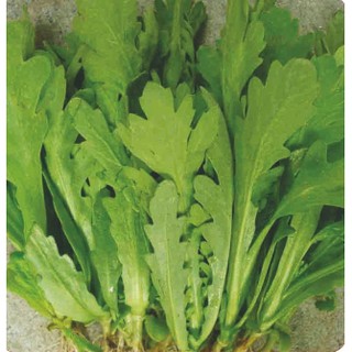 20gr - HẠT GIỐNG RAU TẦN Ô