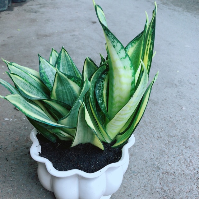 Chậu Lưỡi Hổ Thái