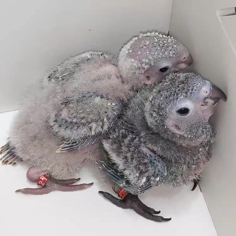 10pcs Vòng đeo chân chim bằng hợp kim nhôm, nhẫn đeo chân vẹt đủ size 4mm 5mm 6mm 7mm