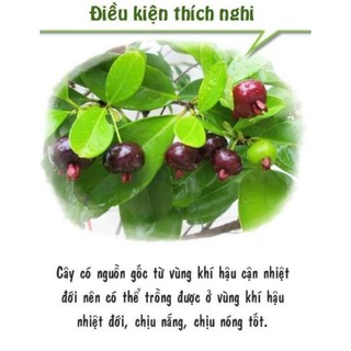 Cây Cherry braxin hàng choai