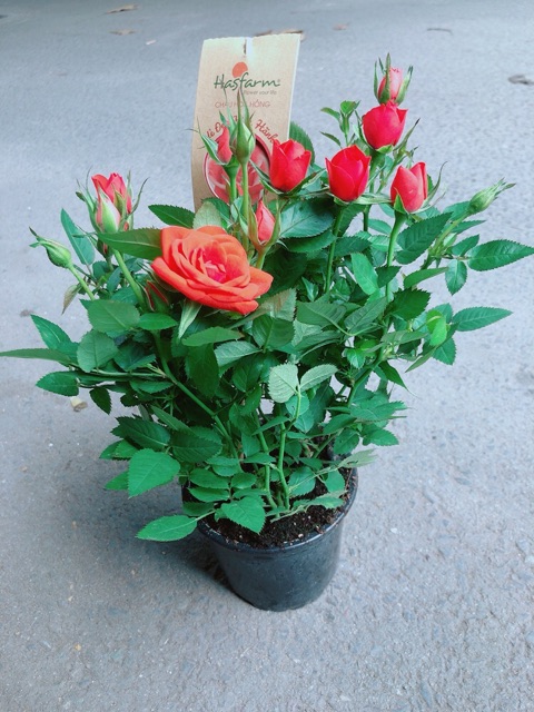 Hoa Hồng Màu Cam