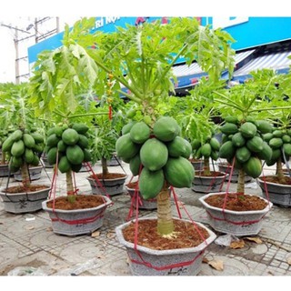 Hạt giống Đu đủ siêu ngọt