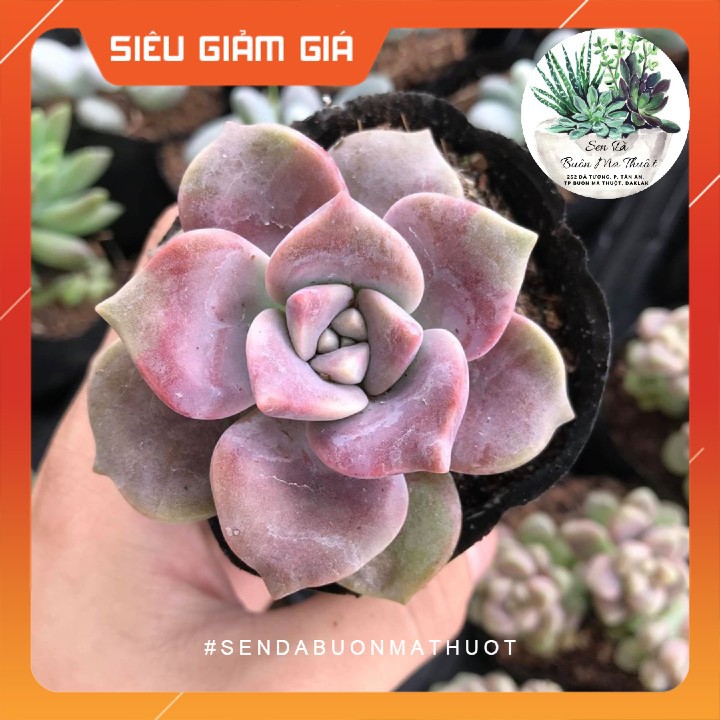 SEN ĐÁ HỒNG MẬP 🧚[SIÊU ĐẸP]🧚 - SEN ĐÁ BUÔN MA THUỘT