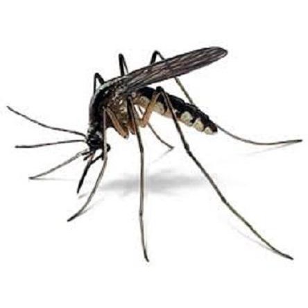 Thu ốc diệt muỗi Fendona 10 SC