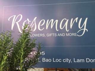 [Mua 5 tặng 1] Combo 3 chậu Hương Thảo lớn (Rosemary)