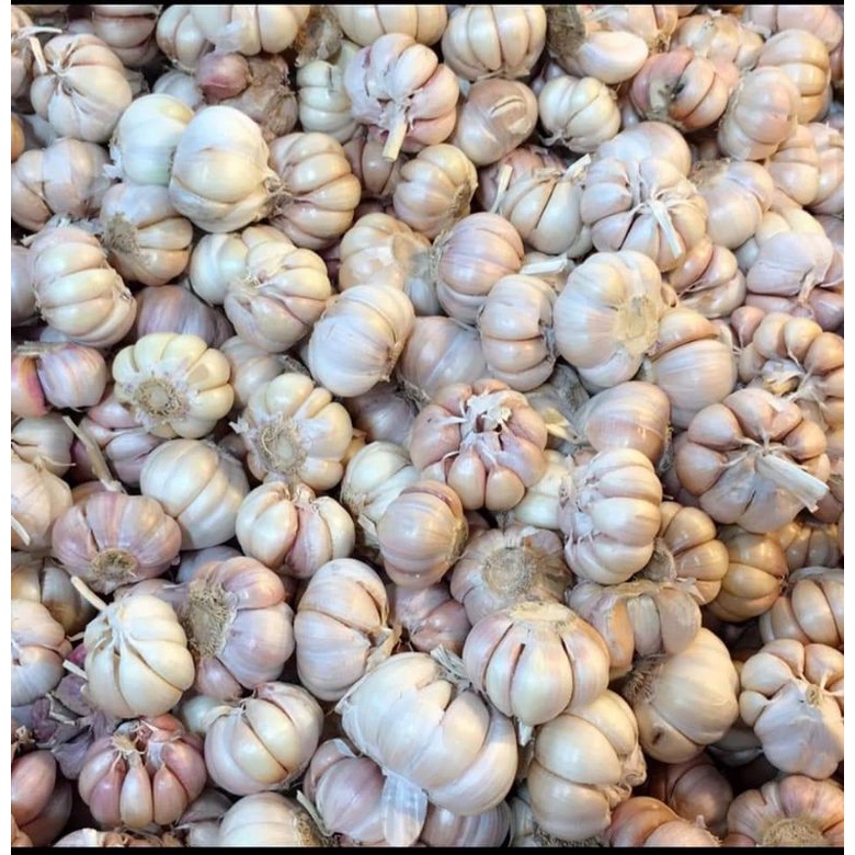 TỎI TRUNG CỦ TO, TÉP CHẮC THƠM NGON