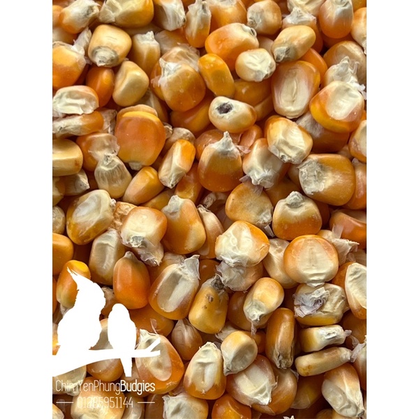 1kg hạt bắp sấy khô (Ngô tẻ) dùng làm thức ăn: Bồ Câu, Hamster, Gia Súc hoặc trộn ngũ cốc.