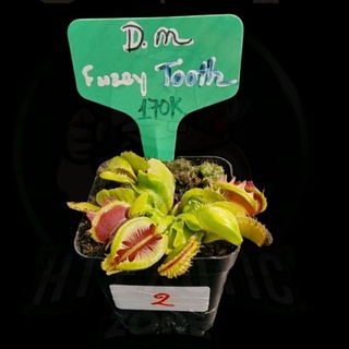 Tổng hợp Cây Bẫy Kẹp Venus flytrap P2 Của Hắc Tê Exotic Garden