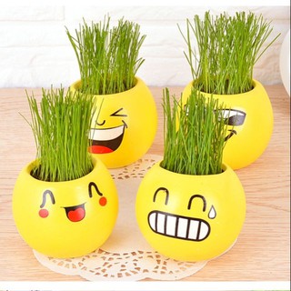 Chậu trồng cây mini để bàn