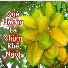 ALO SHOP SHIP KHÔNG GÃY-Cây KHẾ NGỌT 1.7M GIÁ GỐC VƯỜN 200k tặngdịch trùn SHIP 30PHÚT KHO Q11,7,9,THỦ ĐỨC,PHÚNHUẬN