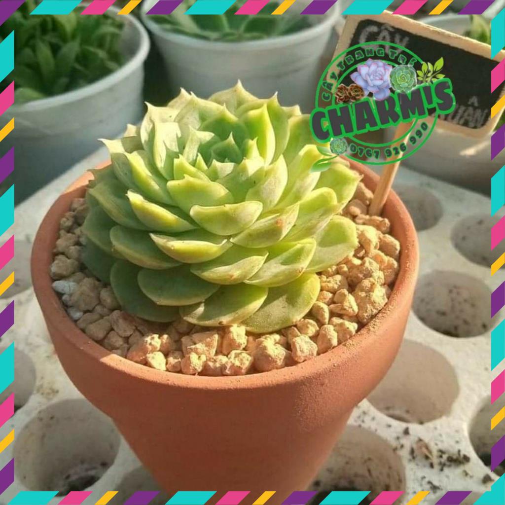 - Chậu Sen Đá NGỌC BÍCH Đủ Kích Cở - CAM KẾT HÀNG ĐẸP KHỎE MẠNH