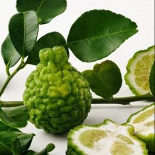 Cây chúc, chanh thái